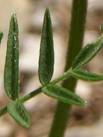 Oxytropis campestris