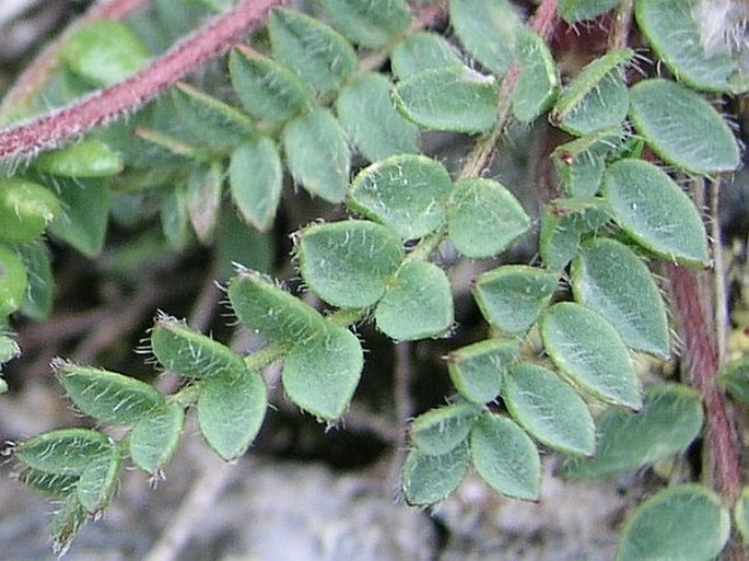 Oxytropis triflora