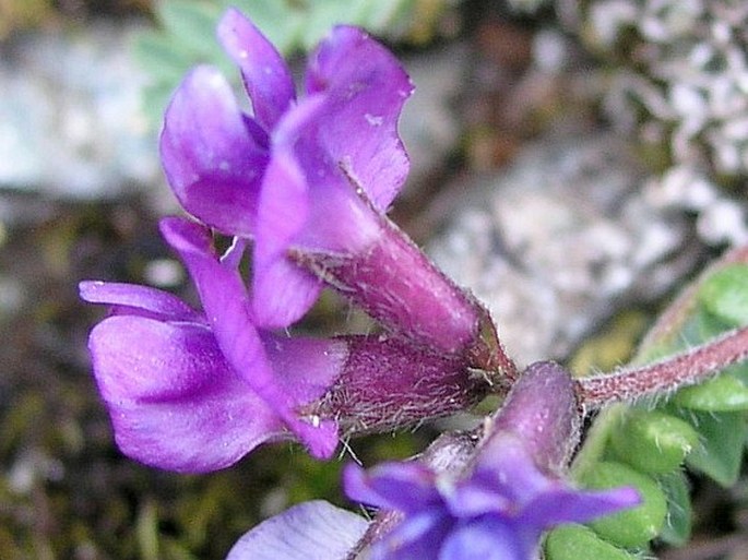 Oxytropis triflora