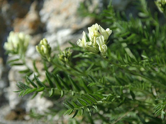 Oxytropis campestris subsp. tatrae