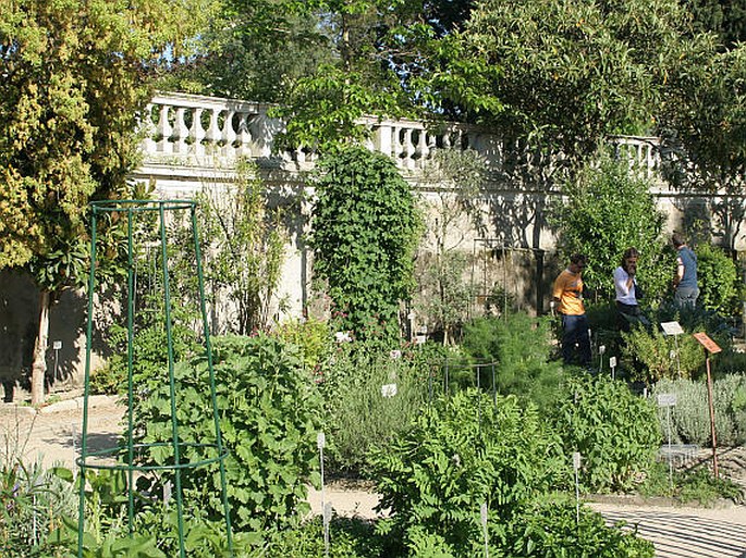 Orto Botanico di Padova