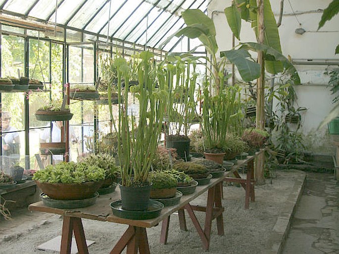 Orto Botanico di Padova