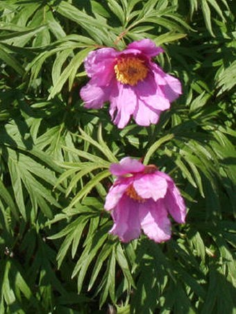 Paeonia anomala