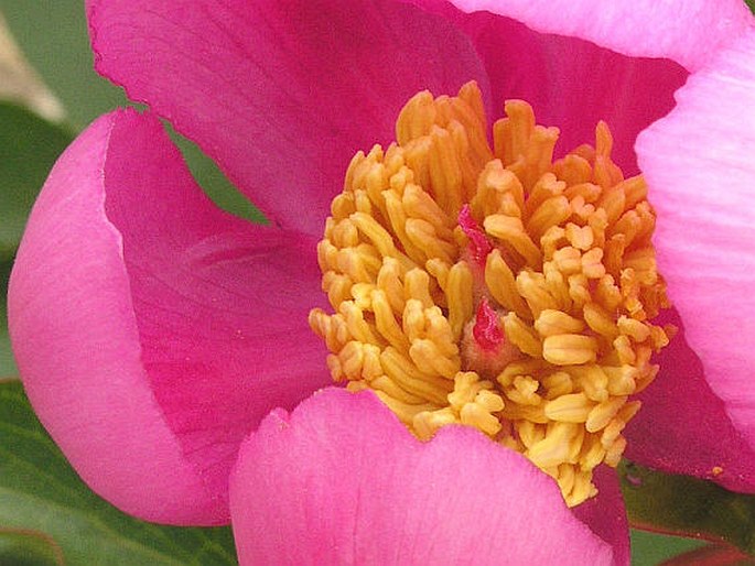 PAEONIA BROTERI Boiss. et Reut. – pivoňka Broterova / pivonka