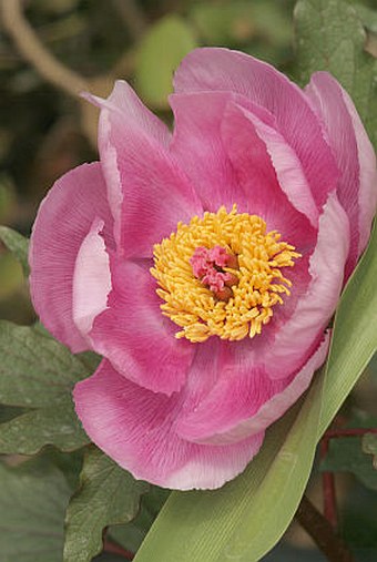 Paeonia cambessedesii