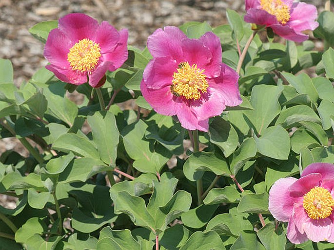 Paeonia daurica