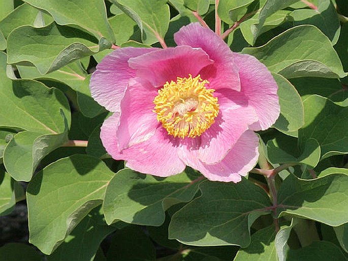 PAEONIA DAURICA Andrews – pivoňka / pivonka