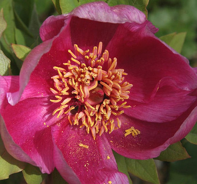 PAEONIA KESROUANENSIS Thiébaut – pivoňka / pivonka