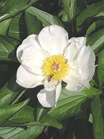 Paeonia lactiflora