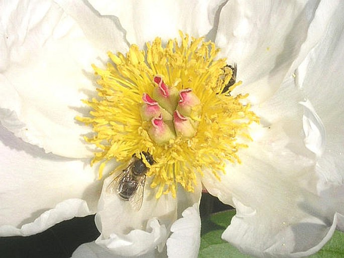 PAEONIA LACTIFLORA Pallas – pivoňka čínská / pivonka