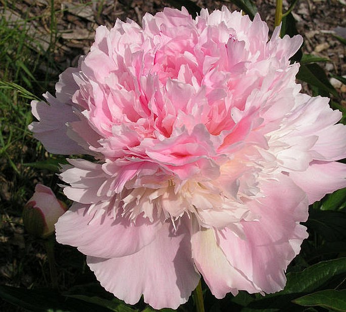 Paeonia lactiflora