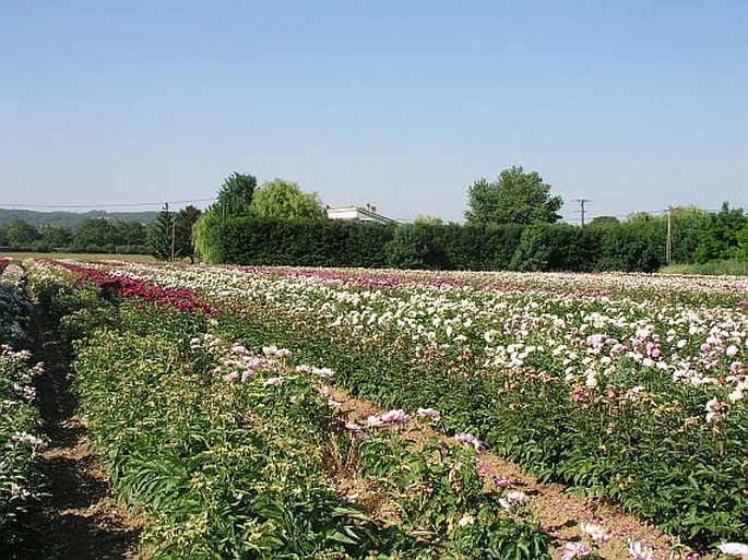 Paeonia lactiflora