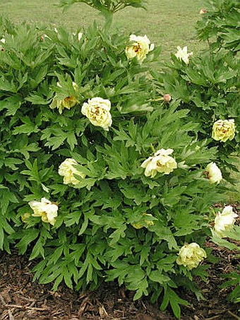 Paeonia ×lemoinei