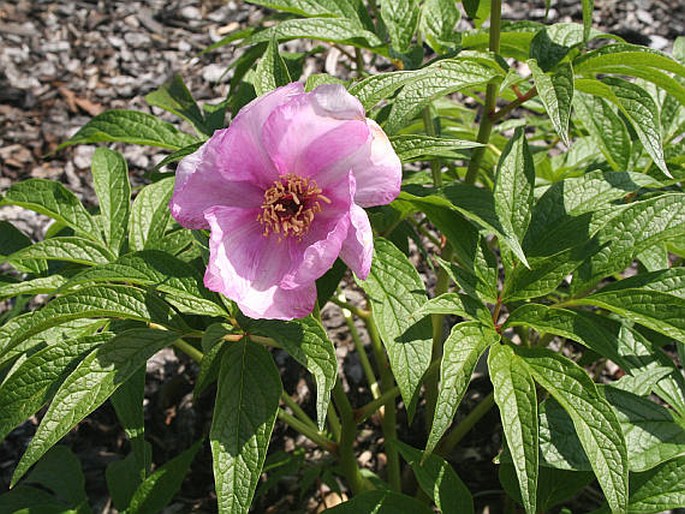 PAEONIA MAIREI H. Lév. – pivoňka / pivonka