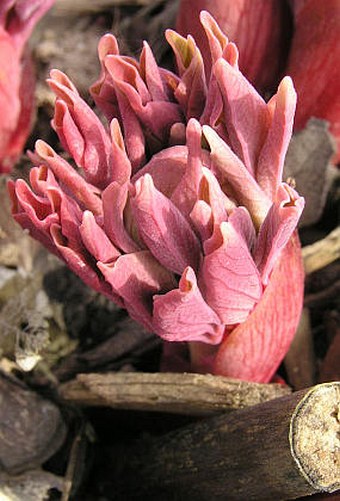 Paeonia mlokosewitschii