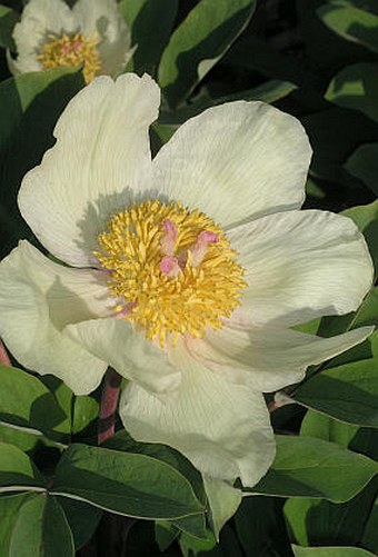 Paeonia mlokosewitschii