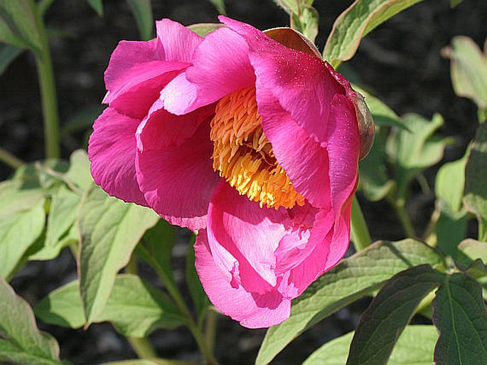 PAEONIA MOLLIS Anderson – pivoňka měkká / pivonka