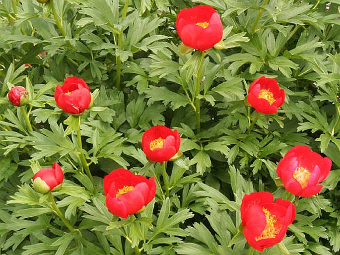 Paeonia peregrina