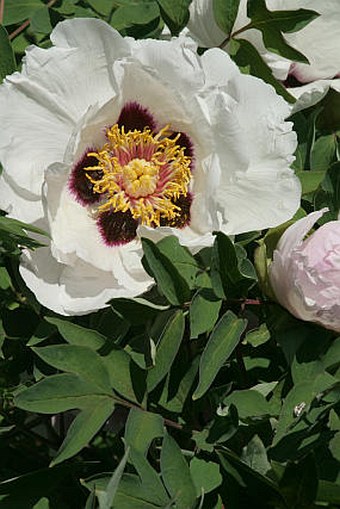 Paeonia rockii