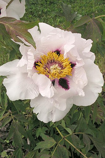 Paeonia rockii