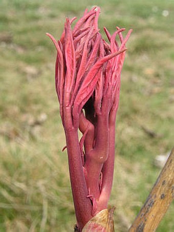 Paeonia suffruticosa