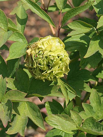 Paeonia suffruticosa