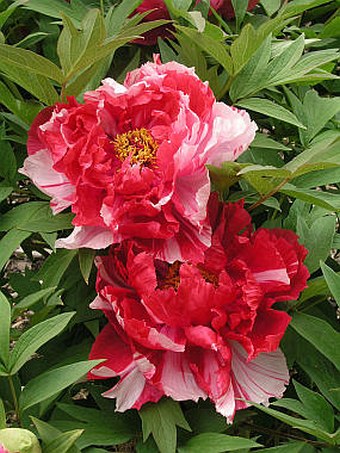 Paeonia suffruticosa