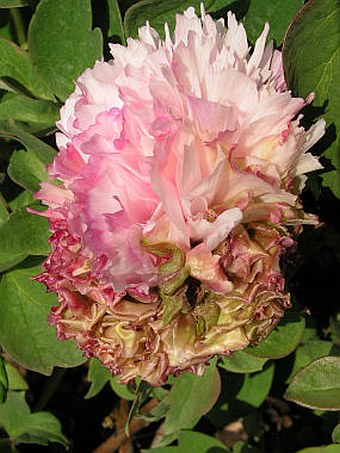 Paeonia suffruticosa