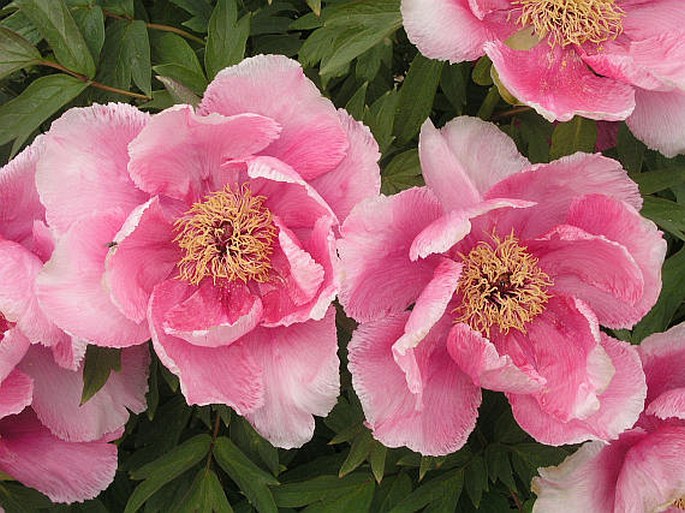 PAEONIA SUFFRUTICOSA Andrews – pivoňka keřovitá / pivonka polokrovitá