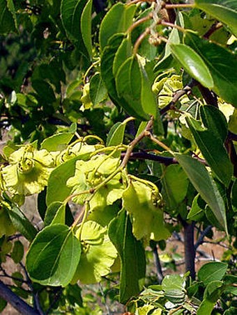 Paliurus spina-christi