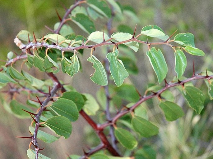 Paliurus spina-christi