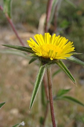 Pallenis spinosa