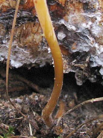 Macrotyphula fistulosa