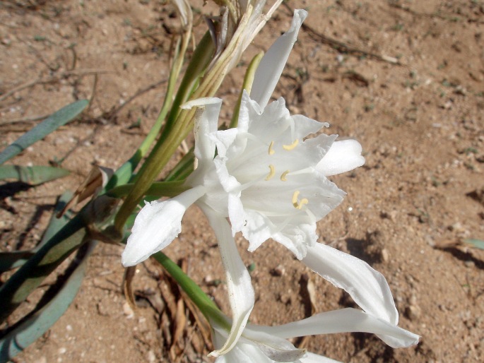 PANCRATIUM MARITIMUM L. – lír pomořský