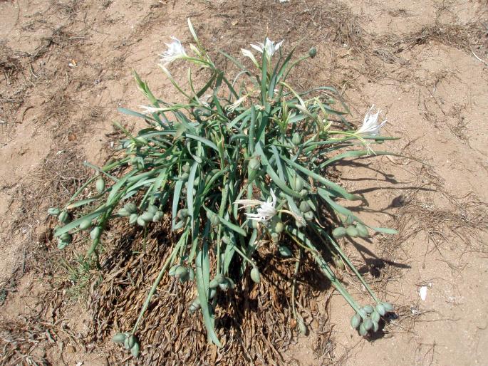 Pancratium maritimum