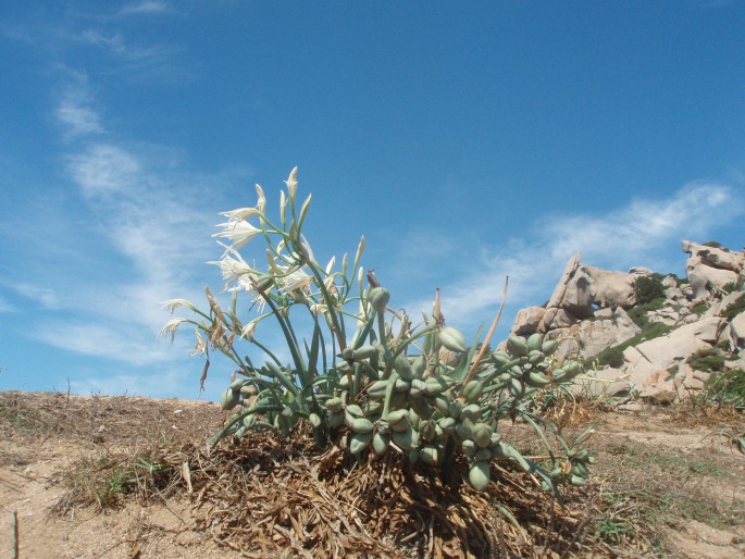 Pancratium maritimum