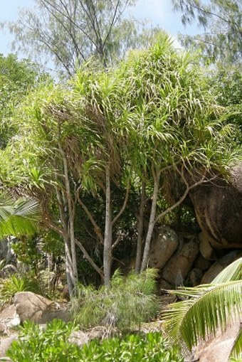 Pandanus balfourii