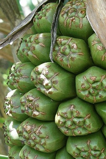 Pandanus balfourii