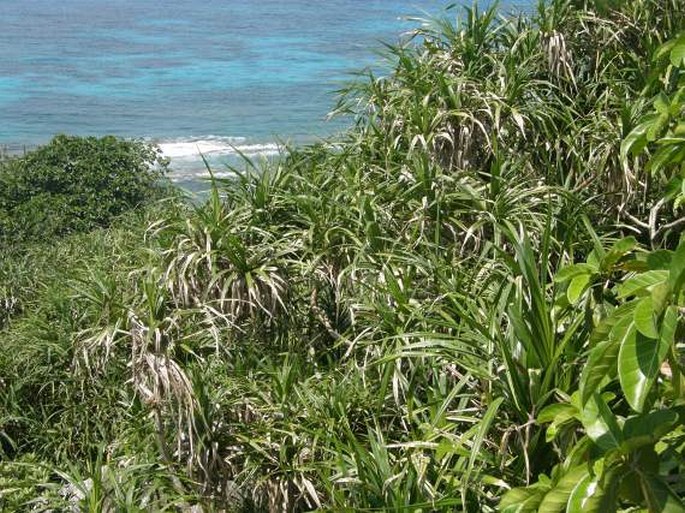 Pandanus balfourii