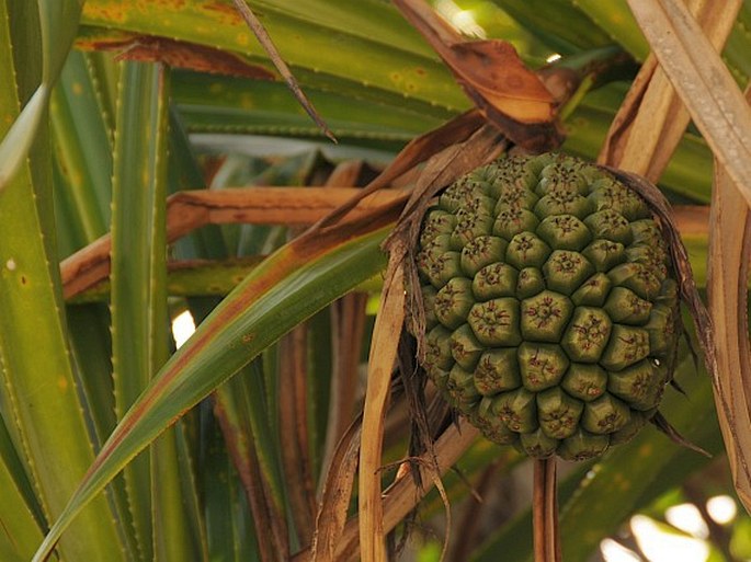 Pandanus balfourii