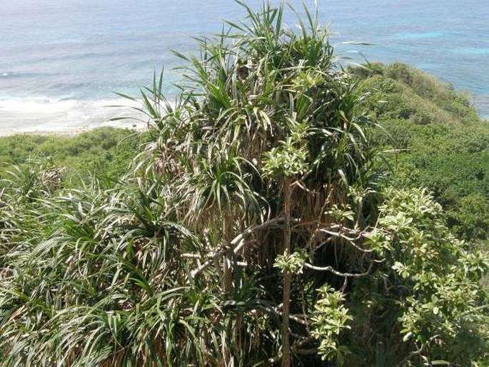 Pandanus balfourii