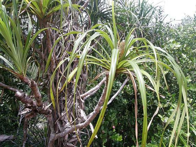 Pandanus multispicatus