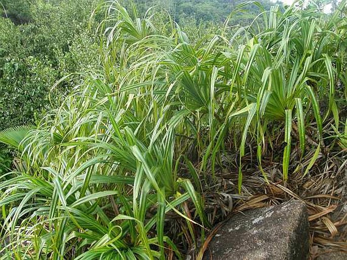 Pandanus multispicatus