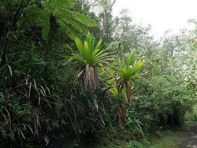 Pandanus purpurascens