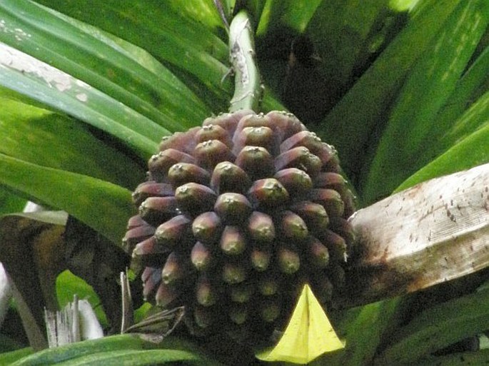 Pandanus purpurascens