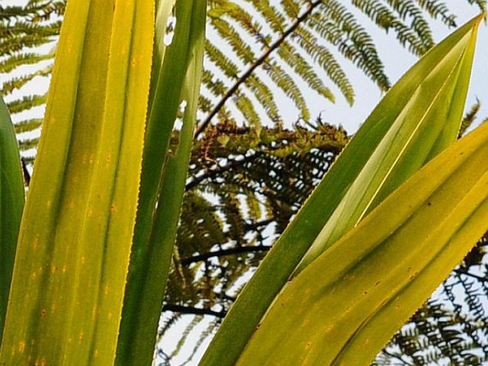 Pandanus purpurascens