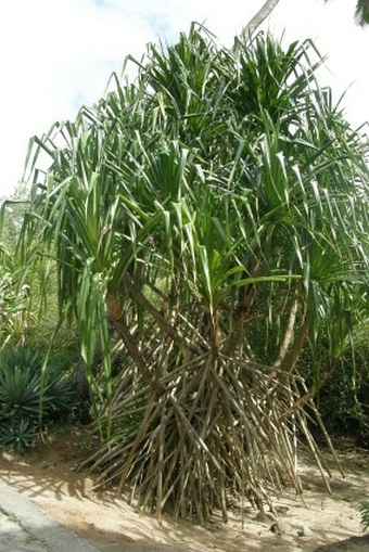 Pandanus sechellarum