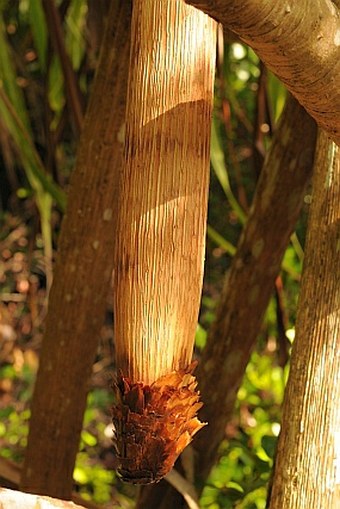 Pandanus sechellarum