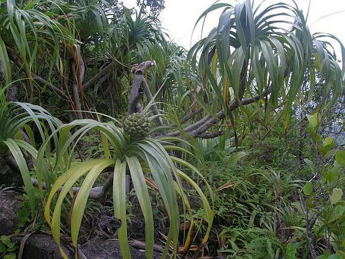 Pandanus sechellarum