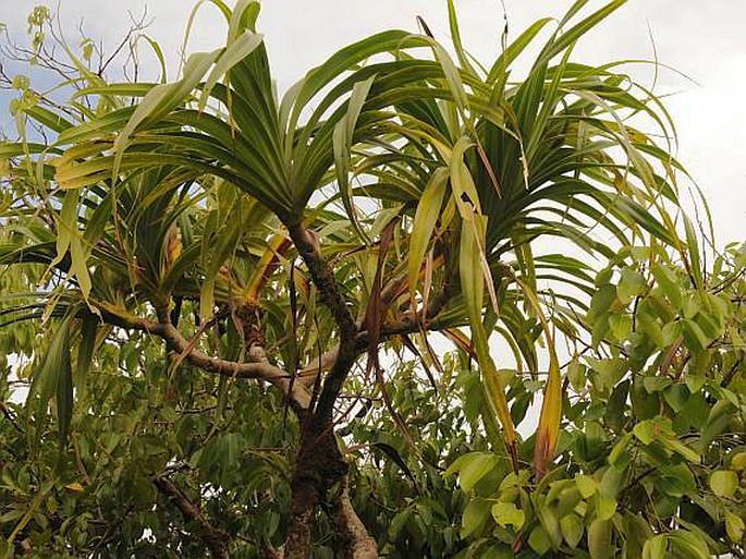 Pandanus sechellarum